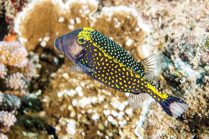 1/2 day Tahaa coral garden - departure Raiatea / ideal for cruise passengers - Key highlights if you only read a few lines