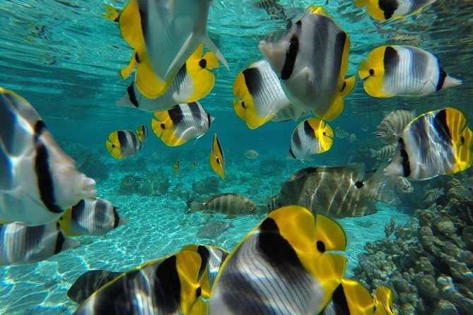 1/2 day Tahaa coral garden - departure Raiatea / ideal for cruise passengers - Photo and gear tips: Go Ace and the stuff that actually helps