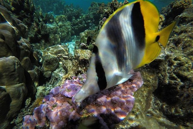 1/2 day Tahaa coral garden - departure Raiatea / ideal for cruise passengers - Timing, tide, and why your best slot can depend on water level