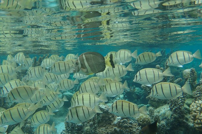1/2 day Tahaa coral garden - departure Raiatea / ideal for cruise passengers - Price and value: is $144.54 worth it?