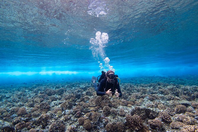 1 Afternoon Dive for Certified Divers in Bora Bora - Key Points You’ll Care About