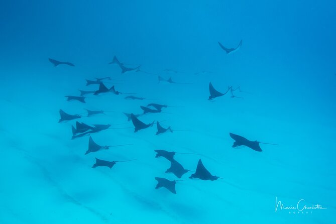 1 Afternoon Dive for Certified Divers in Bora Bora - An Afternoon Scuba Schedule That Keeps Your Whole Day Yours