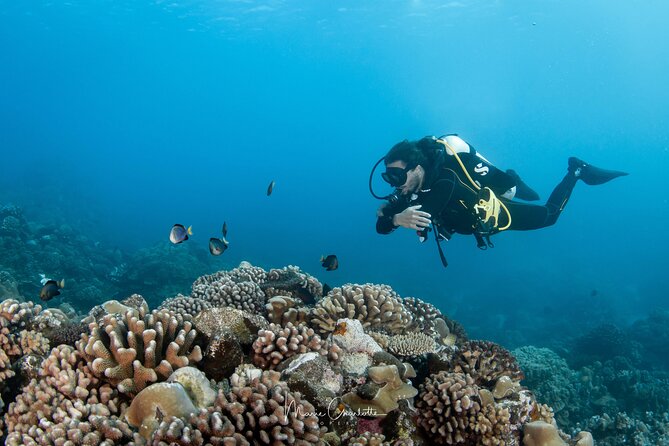 1 Afternoon Dive for Certified Divers in Bora Bora - What the In-Water Experience Feels Like: Captain Skills and Wildlife Focus
