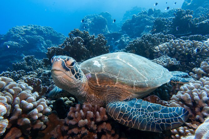 1 Afternoon Dive for Certified Divers in Bora Bora - Price and Value: Why $123.78 Can Make Sense Here