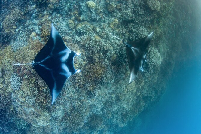 2 Dives in the morning for certified divers in Bora Bora - Key things to know before you go