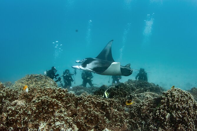 2 Dives in the morning for certified divers in Bora Bora - Boat comfort and the gear details that change your morning