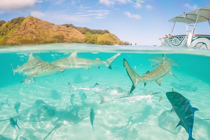 3-hour Lagoon Snorkeling Tour - Shared Tour - Snack break with drinks and fresh fruit between swims