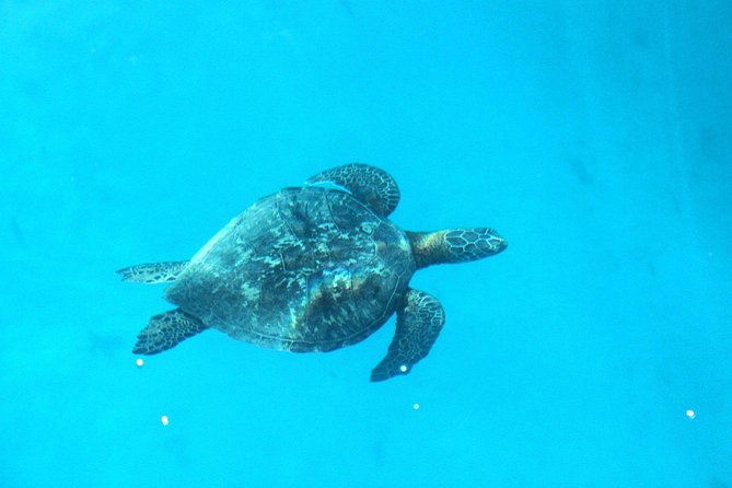 3-hour Lagoon Snorkeling Tour - Shared Tour - Coral garden snorkeling: where the lagoon turns into fish watching