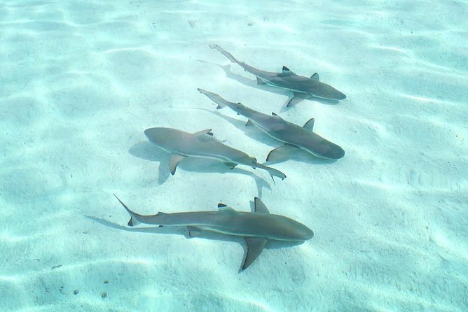 3-hour Lagoon Snorkeling Tour - Shared Tour - Who this 3-hour tour fits best, and who should consider the longer option