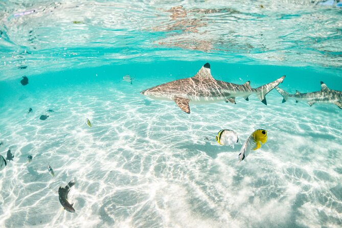 3-Hour Snorkeling Tour - Hauru Coral Garden: A Between-Motu Reef Snorkel
