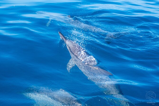 3h dolphin and snorkeling tour in a wild lagoon with Mobydick - Key Highlights Worth Your Time