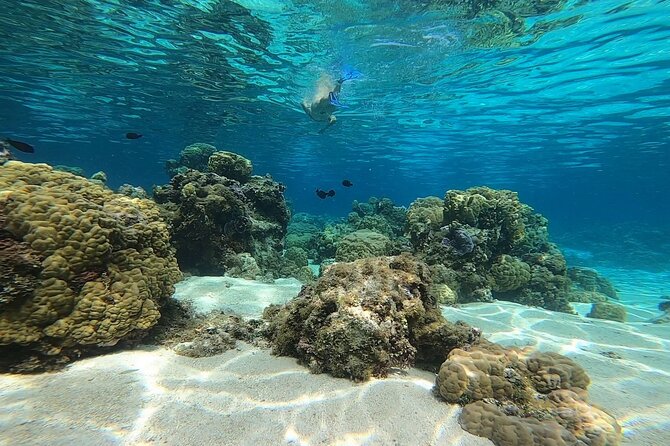 3h dolphin and snorkeling tour in a wild lagoon with Mobydick - Getting To Paea, Meeting Point, and Why It Matters