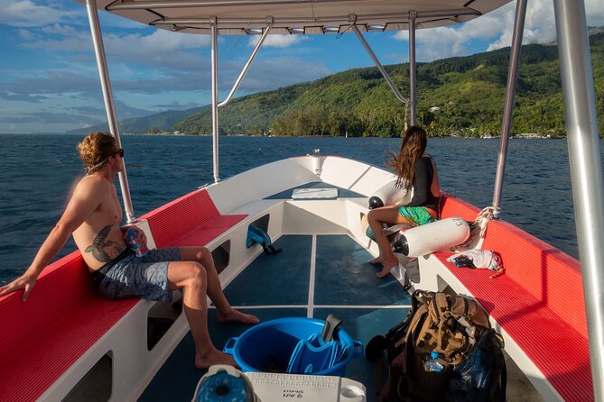 3h dolphin and snorkeling tour in a wild lagoon with Mobydick - Underwater Life You Can Actually Plan For