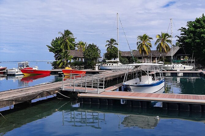 3h dolphin and snorkeling tour in a wild lagoon with Mobydick - Why the Guide Approach Makes or Breaks Snorkeling
