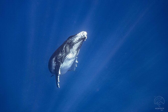 3h dolphin and snorkeling tour in a wild lagoon with Mobydick - Timing, Seasons, and When Dolphins Are Most Likely