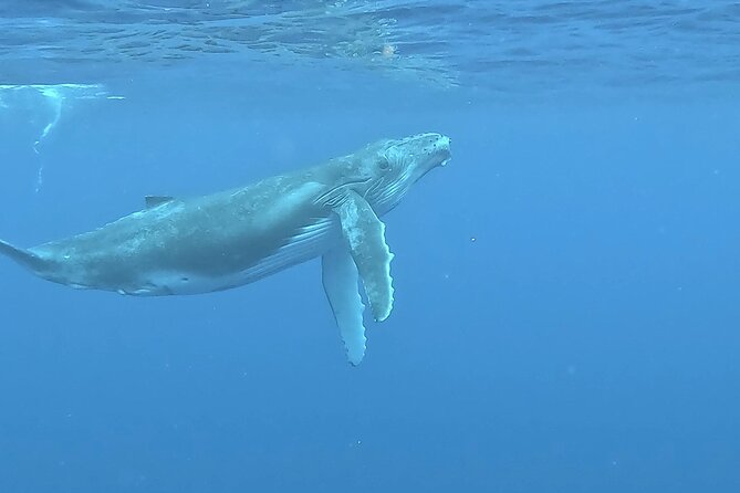4 Hour Private Humpback Whales Encounter in Moorea - Meet the Crew: TAMA Tours Moorea, and Real Ocean Storytelling