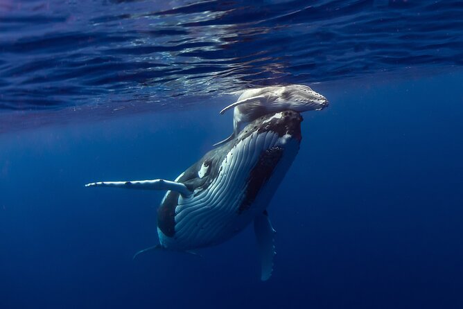 4 Hour Private Humpback Whales Encounter in Moorea - Safety and Animal Respect, How This Tour Keeps It Practical