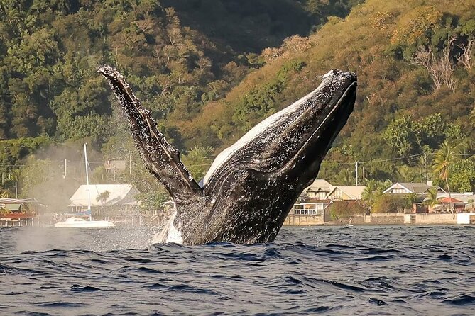 4 Hours of Humpback Whale Watching in Tahiti - Key Highlights You Should Care About