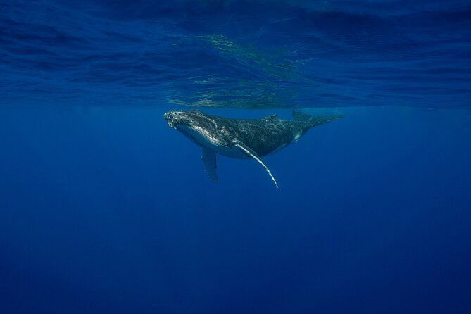 4 Hours of Humpback Whale Watching in Tahiti - Whale Songs, Boat Searches, and Real Respect in Tahiti