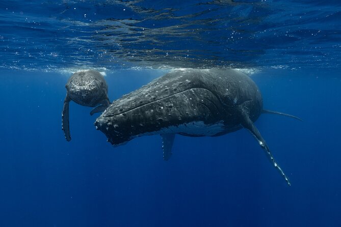 4 Hours of Humpback Whale Watching in Tahiti - What the Hydrophone Adds to the Whale Hunt