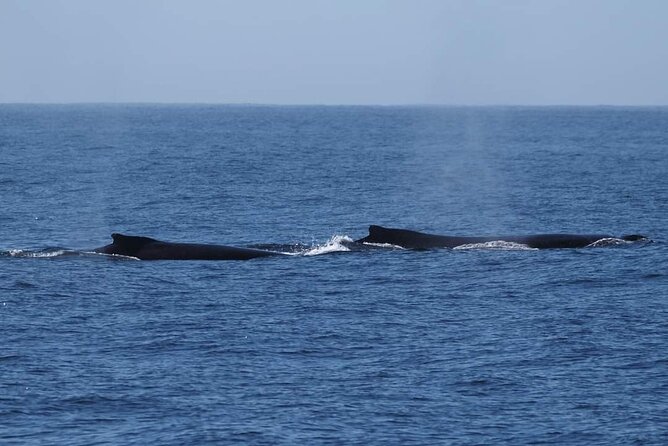 4 Hours of Humpback Whale Watching in Tahiti - Snorkeling With Humpbacks Only If You’re Ready
