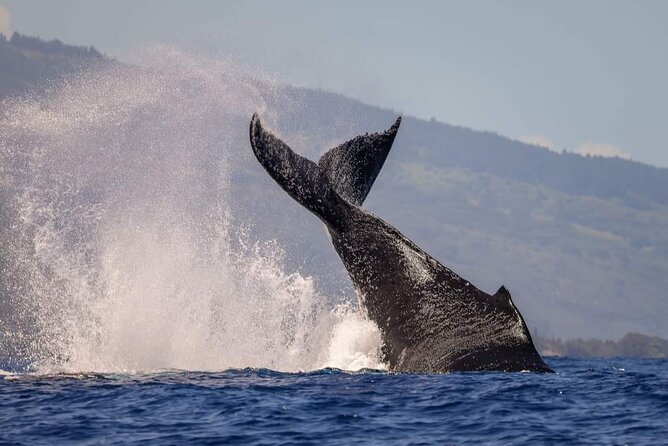 4 Hours of Humpback Whale Watching in Tahiti - The Marine Life Bonus: Dolphins and Sea Turtles