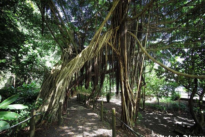 5 Hours Tahiti Island Tour - West and East Coast - Stop 4, Water Gardens of Vaipahi: botanical gardens plus a waterfall