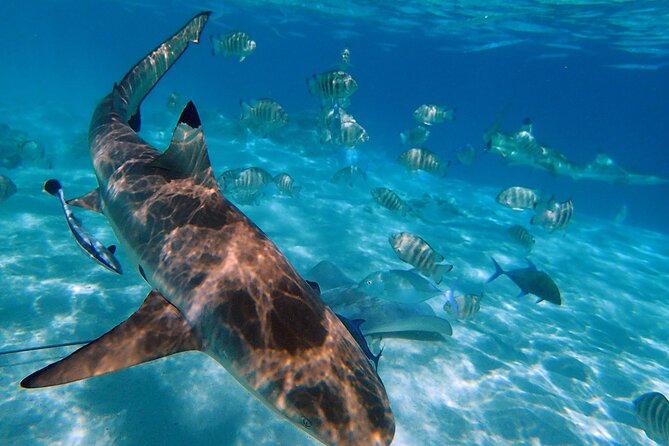 6 Hour Private Boat Activity with Snorkeling & Lunch - Private Boat vs. Tour Boats, Why This Moorea Day Works
