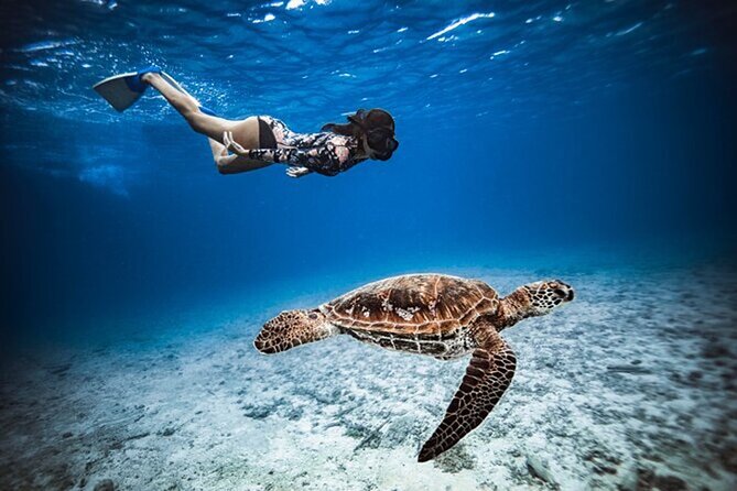 6 Hour Private Boat Activity with Snorkeling & Lunch - Cruising Cook and Opunohu Bays for Real Sea Life