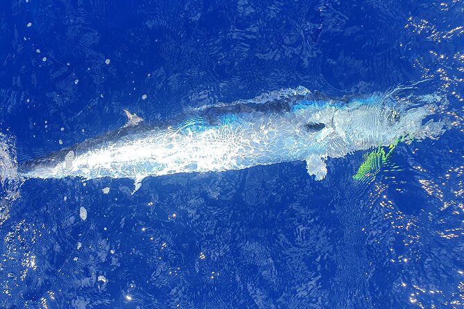 A Day of Big Game Fishing in a small group - The gear-and-safety conversation you should have