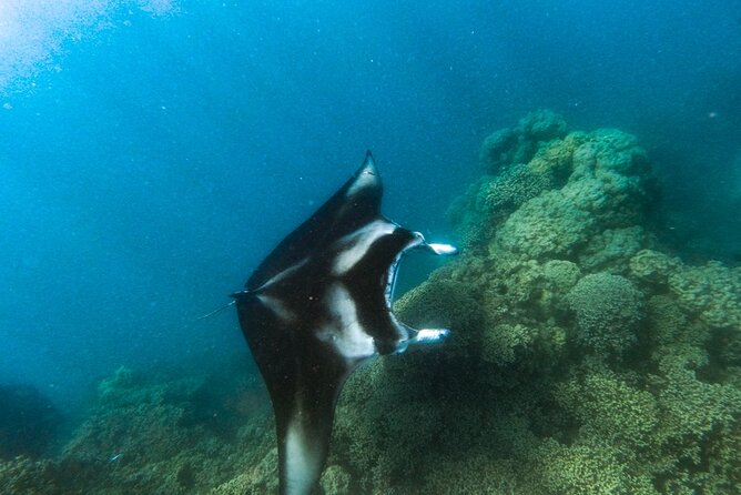 An Immersed Day in Bora Bora with O-sea - Lagoon snorkel time: pastenague rays, leopard rays, and possible mantas