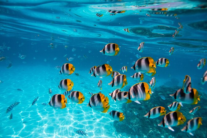 An Immersed Day in Bora Bora with O-sea - What the schedule feels like (and how to prepare)