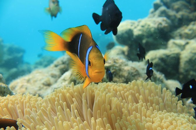 Aqua Safari Introductory Helmet Dive (Underwater Walk) - Who This Is Perfect For in Bora Bora