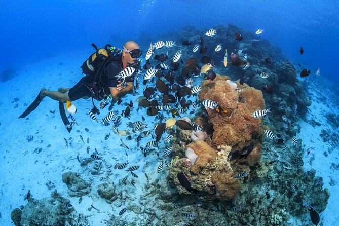 Baptism diving in the turquoise waters of Tahiti - The instructor-led first immersion: what you actually do
