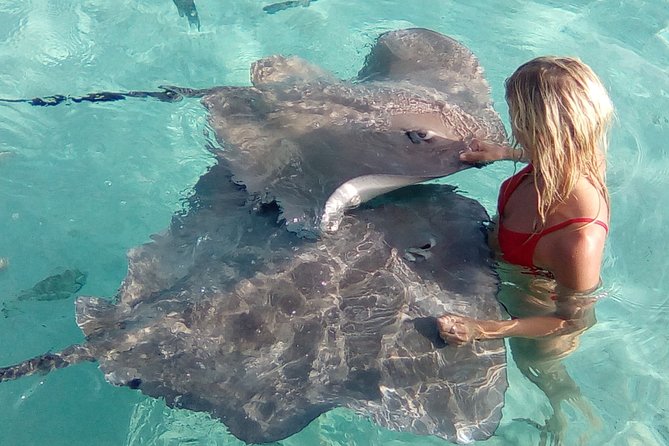 Best Way to Interact with Ocean Wildlife with Lunch. 6H - Stop 3: stingrays and sharks in a shallow, action-friendly spot