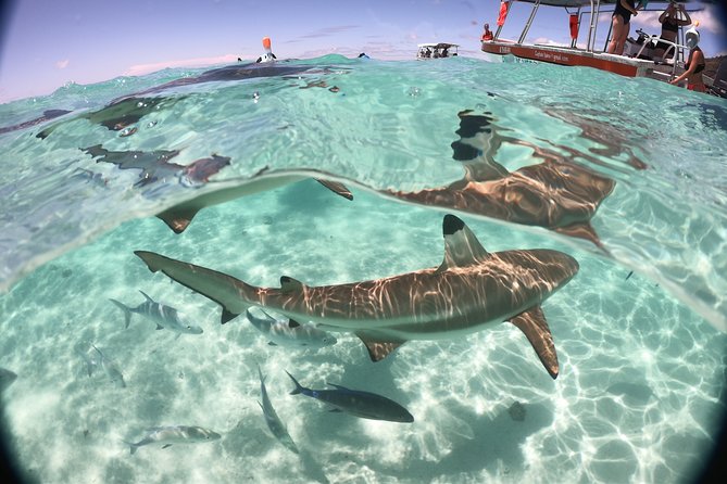Best Way to Interact with Ocean Wildlife with Lunch. 6H - The private motu lunch: Tahitian raw fish, kebabs, fruit, and included drinks