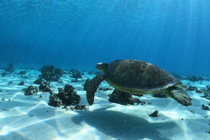Best Way to Interact with Ocean Wildlife with Lunch. 6H - What to pack for a calm, comfortable snorkeling lunch day