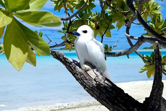 BLUE LAGOON | Eco-tour | Snorkeling Avatoru | Secret Green Lagoon - Who this tour is best for (and who should think twice)