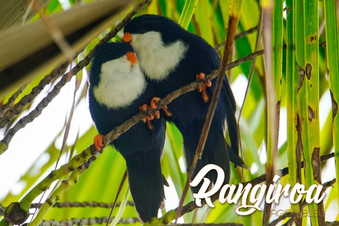 Blue Lagoon - PRIVATE ISLAND Pink sand beach and wildlife reserve - What Makes This Blue Lagoon Day Different in Rangiroa