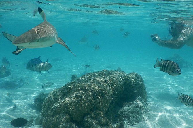 Boat tour 1/2 day Excursion in the lagoon of Moorea - First Water Time: Opunohu Bay Warm-Up and a Short Walk