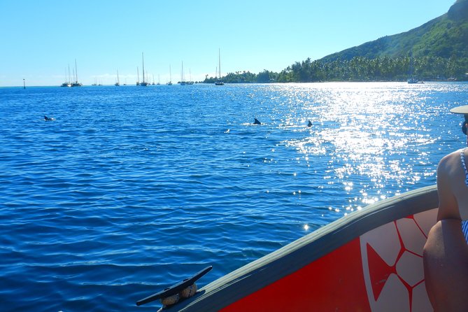 Boat tour 1/2 day Excursion in the lagoon of Moorea - Stingrays and Black Tip Reef Sharks: The Main Event