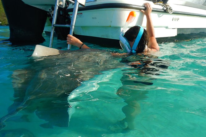 Boat tour 1/2 day Excursion in the lagoon of Moorea - Green Turtles and More: How the Tour Adds Extra Animal Encounters