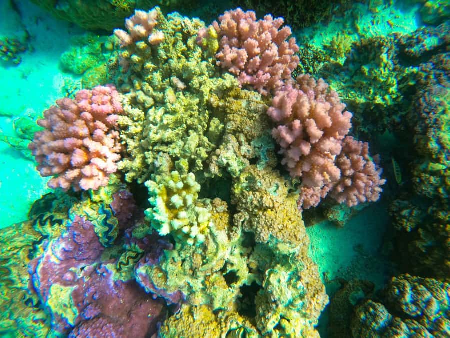 Bora Bora: 1/2 day Coral Discovery tour - Shared tour - Key points before you go