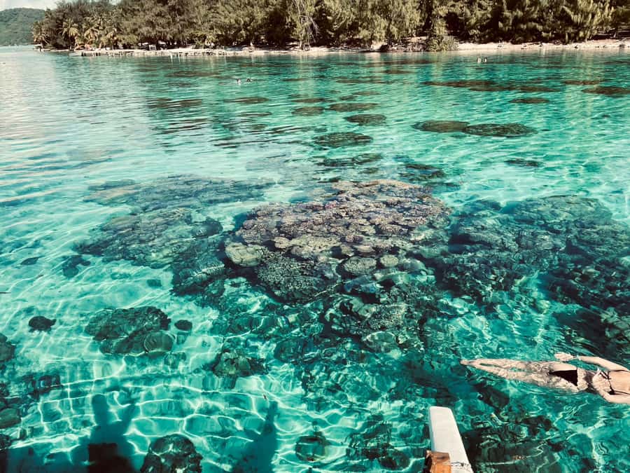 Bora Bora: 1/2 day Coral Discovery tour - Shared tour - What makes this Coral Discovery tour feel different in Bora Bora