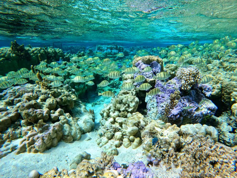 Bora Bora: 1/2 day Coral Discovery tour - Shared tour - The guide makes it, especially with marine biology and conservation focus