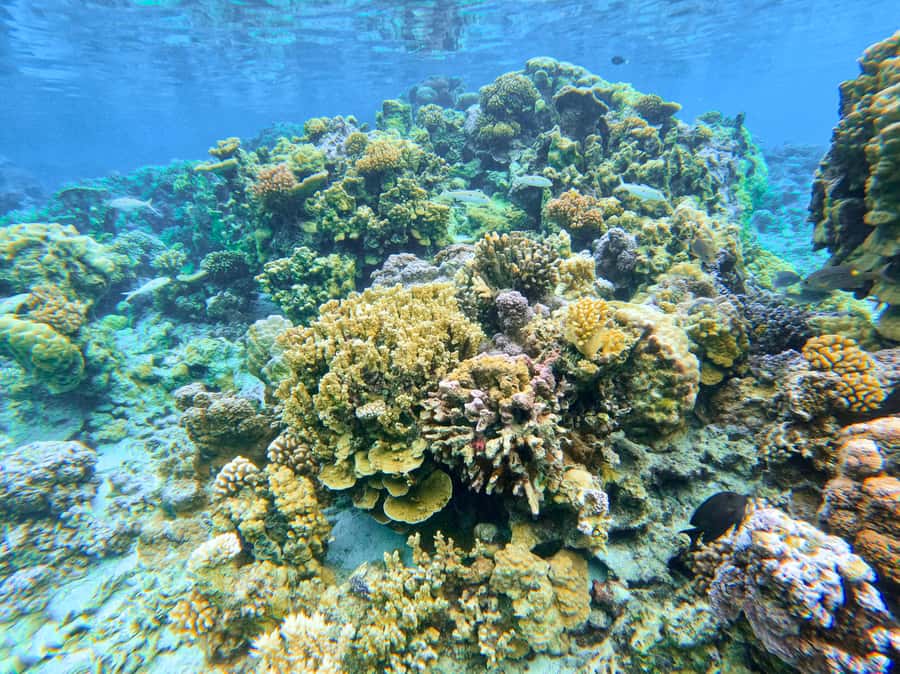 Bora Bora: 1/2 day Coral Discovery tour - Shared tour - Snorkeling comfort: fins, water shoes, sun protection