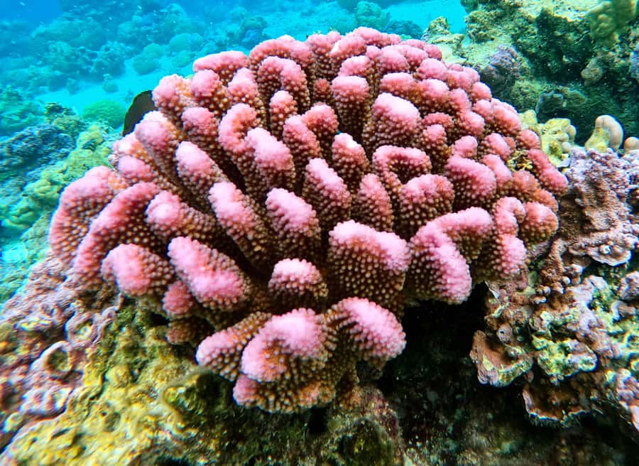 Bora Bora: 1/2 day Coral Discovery tour - Shared tour - Weather and timing: how the reef day actually feels