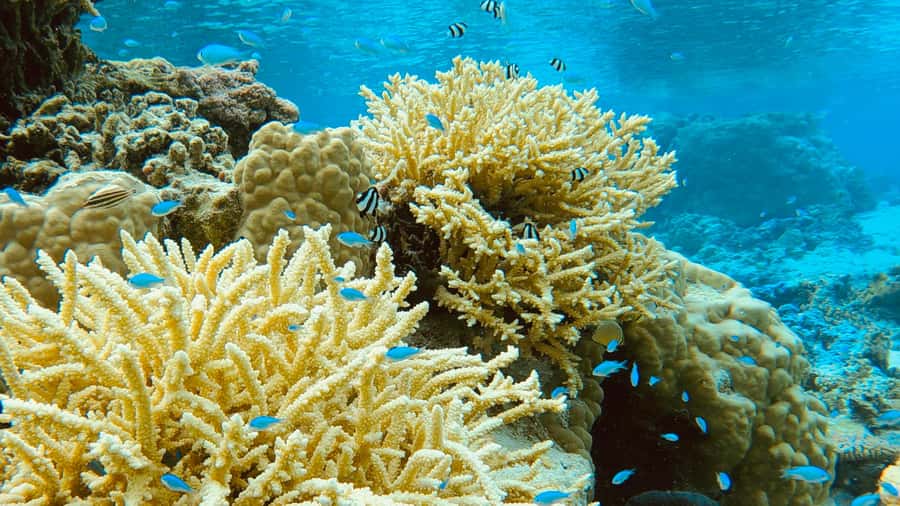 Bora Bora: 1/2 day Coral Discovery tour - Shared tour - Price and value: is $148 per person worth it?