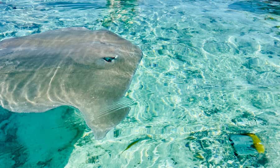 Bora Bora: 1/2 day lagoon safari - Shared tour - Key points you’ll actually care about