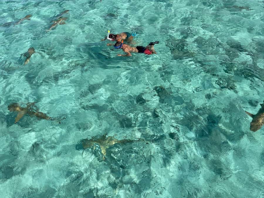 Bora Bora: 1/2 day lagoon safari - Shared tour - Bora Bora lagoon safari, built for real snorkeling time